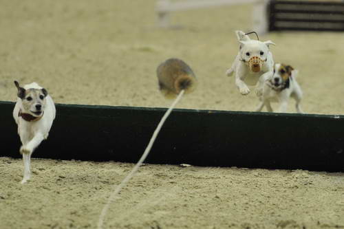 Terriers-WIHS6-10-29-11-8362-DDeRosaPhoto