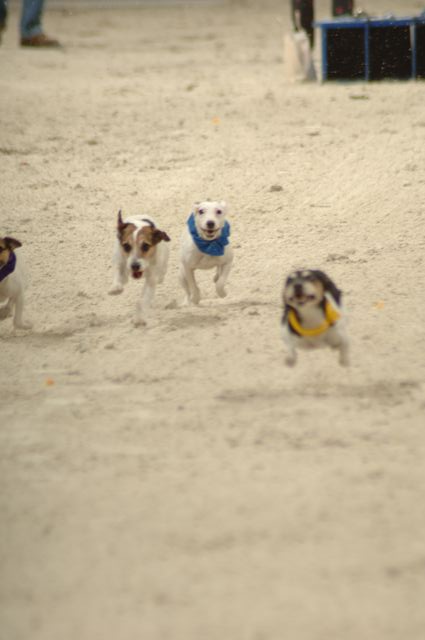 1-WIHS-10-28-05-Terriers-DDPhoto.JPG