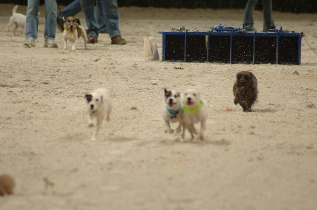 3-WIHS-10-28-05-Terriers-DDPhoto.JPG