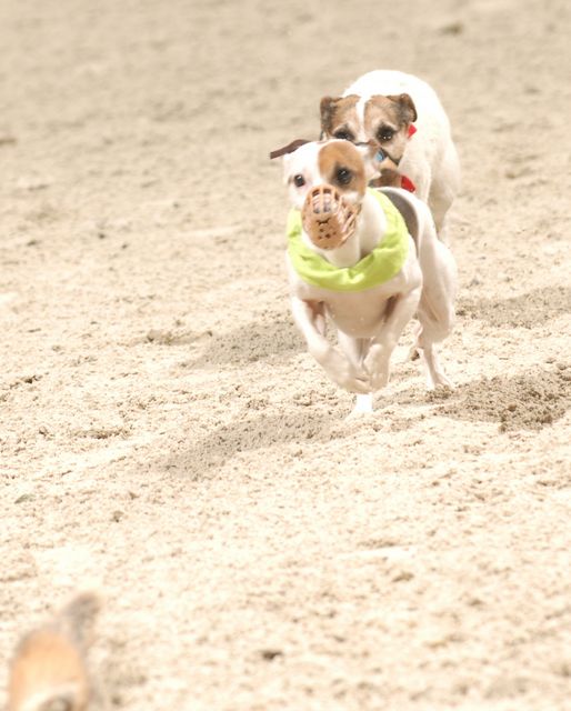 725-Terriers-WIHS-10-27-06-&copy;DeRosaPhoto.JPG