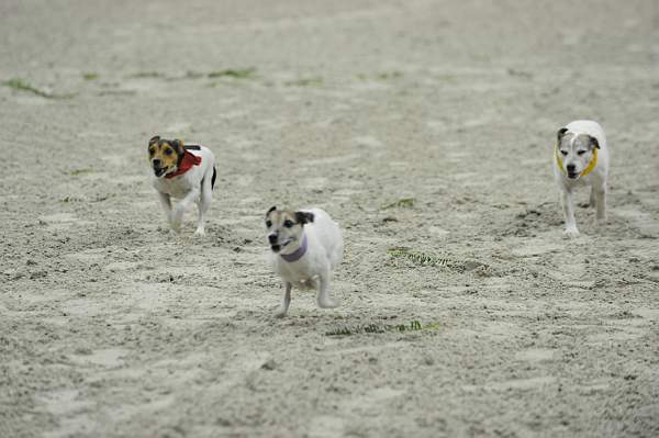 WIHS-10-23-09-DER_7254-Terriers-DDeRosaPhoto.jpg