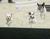 WIHS-10-23-09-DER_7267-Terriers-DDeRosaPhoto.jpg
