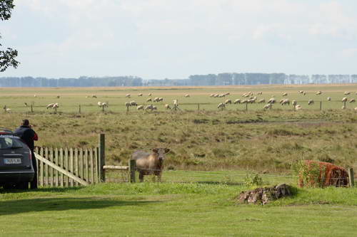 Alltech-WEG-10-11-13-5956-DDeRosaPhoto