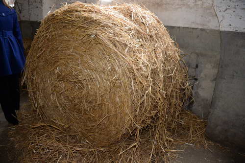 Alltech-WEG-10-11-13-6003-DDeRosaPhoto