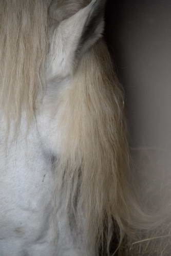 Alltech-WEG-10-11-13-6014-DDeRosaPhoto