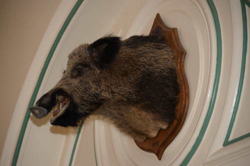 Alltech-WEG-10-11-13-6171-DDeRosaPhoto