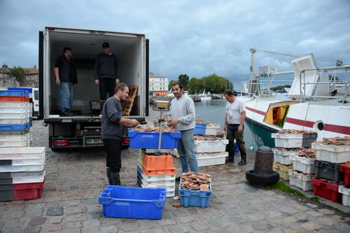 Alltech-WEG-10-9-13-5268-DDeRosaPhoto