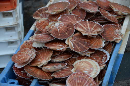 Alltech-WEG-10-9-13-5274-DDeRosaPhoto