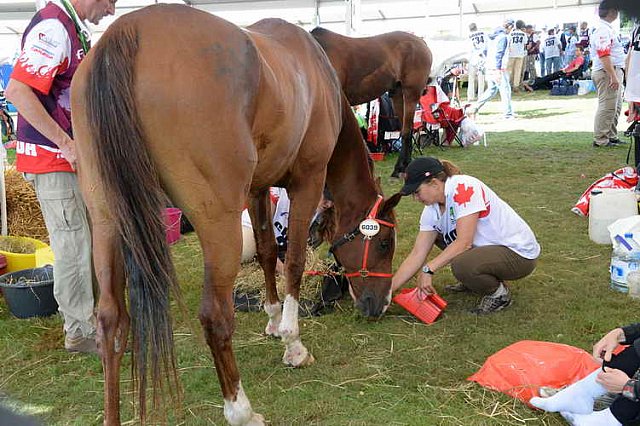 WEG2-Endurance-8-28-14-6522-DDeRosaPhoto
