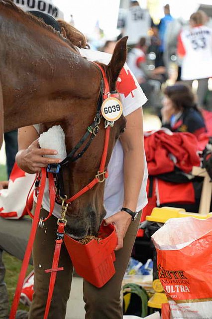WEG2-Endurance-8-28-14-6647-DDeRosaPhoto