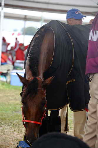 WEG2-Endurance-8-28-14-6721-DDeRosaPhoto