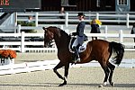 Dressage-at-Devon-9-27-13-4809-DDeRosaPhoto