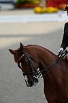 Dressage-at-Devon-9-27-13-4817-DDeRosaPhoto