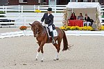 Dressage-at-Devon-9-27-13-4850-DDeRosaPhoto