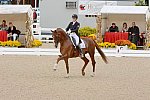 Dressage-at-Devon-9-27-13-4855-DDeRosaPhoto