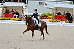 Dressage-at-Devon-9-27-13-4880-DDeRosaPhoto