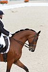Dressage-at-Devon-9-27-13-4983-JillIrving-Degas12-DDeRosaPhoto