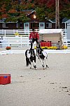 Dressage-at-Devon-9-27-13-5004-DDeRosaPhoto