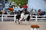 Dressage-at-Devon-9-27-13-5015-DDeRosaPhoto