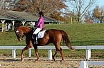 HHB-DressageFinals-11-9-13-2118-DDeRosaPhoto