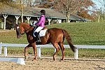 HHB-DressageFinals-11-9-13-2119-DDeRosaPhoto