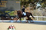 HHB-DressageFinals-11-9-13-2340-DDeRosaPhoto