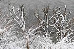 31 Fort Hill-12-17-2020-Snowstorm--0256-DDeRosaPhoto