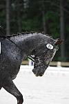 So8ths-5-4-12-Dressage-1214-GigiJoseph-GoneWiththeWin-DDeRosaPhoto