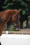 So8ths-5-4-12-Dressage-0875-KelseyBriggs-TheItalianJob-DDeRosaPhoto