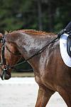 So8ths-5-4-12-Dressage-0952-KristinNeill-BigBonesBailey-DDeRosaPhoto