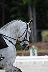 So8ths-5-4-12-Dressage-0961-MicheleLobsinger-GlenlarasPride-DDeRosaPhoto