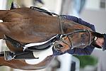 So8ths-5-4-12-Dressage-0585-LindsayStaianoWilliams-TriumphII-DDeRosaPhoto