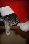 Cats-12-20-09-131-DDeRosaPhoto.jpg