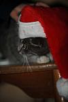 Cats-12-20-09-133-DDeRosaPhoto.jpg