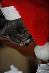 Cats-12-20-09-135-DDeRosaPhoto.jpg