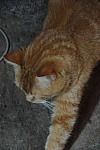 Cats-5-14-09-117-DDeRosaPhotos.jpg