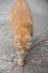 Cats-Property-4-4-09-70-DDeRosaPhoto.jpg