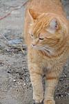 Cats-Property-4-4-09-71-DDeRosaPhoto.jpg