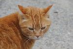 Cats-Property-4-4-09-75-DDeRosaPhoto.jpg