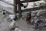 Chickens-4-4-09-61-DDeRosaPhoto.jpg