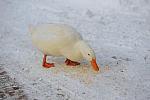 Ducks-12-20-09-26-DDeRosaPhoto.jpg