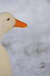 Ducks-12-20-09-30-DDeRosaPhoto.jpg