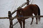 Horses-12-20-09-04-DDeRosaPhoto.jpg