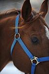 Horses-12-20-09-14-DDeRosaPhoto.jpg