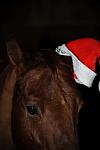 Horses-12-20-09-81-DDeRosaPhoto.jpg