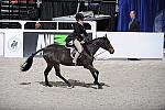 Animal_Planet-WIHS3-10-31-10-Cl114-MedPnyHtr-9749-Denmark-VictoriaPress-Barrel-DDeRosaPhoto.jpg