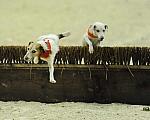 Terriers-WIHS2-10-28-10-4629-DDeRosaPhoto.JPG
