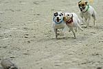 Terriers-WIHS2-10-30-10-8605-DDeRosaPhoto.JPG