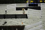 Terriers-WIHS2-10-30-10-8612-DDeRosaPhoto.JPG