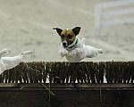 Terriers-WIHS2-10-30-10-8642-DDeRosaPhoto.JPG
